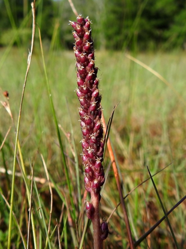 Plantago maritima - meriratamon kota on melkein munanmuotoinen, suipohko- tai pyöreähköpäinen ja kypsänä punaruskea - ruskea. Se on yleensä noin 3-4 mm pitkä ja noin 2-3 mm. Kota katkeaa suoraan poikittain noin keskikohdasta. Siemeniä on kahdesta neljään. A, Lemland, Nåtö, saaren pohjoisosan luonnonsuojelualue, itäosa, laajahkon lahdelman leveä rantaniittykaista, joka aika ajoin vetinen, 9.8.2026. Copyright Hannu Kämäräinen.