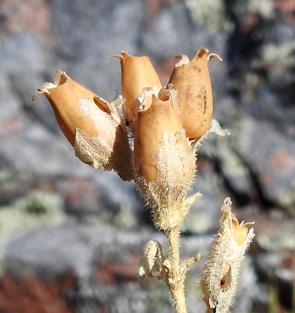 Silene viscosa - tahma-ailakin hedelmä on kapean munamainen, kellanruskehtava kota, joka on yleensä noin 10-13 mm pitkä ja leveimmältä kohtaa noin 5-7 mm leveä. Se avautuu kärjestään viisiliuskaisesti. Reippaan merituulen heilutellessa jo kuivunutta mutta yhä jäntevää vartta pyöreähkön munuaismaiset, ruskeat siemenet sinkoilevat ympäriinsä kodan avoimesta kärjestä. Kuvan kodissakaan ei ollut enää yhtään siementä jäljellä. 14.8.2026. Copyright Hannu Kämäräinen.