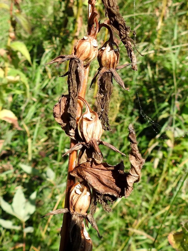 Campanula latifolia - ukonkellon kukkapohjuksesta paisuva kota on nuokkuva, kolmilokeroinen, lähinnä pyöreähkö ja vahvasuoninen sekä kalju. Se on tavallisesti noin 13-15 mm pitkä ja lähes pituutensa levyinen. Kota aukeaa puhkeavien reikien kautta tyviosastaan. Verhiönliuskat säilyvät kodan päässä loppuun saakka. A, Lemland, Nåtö, Järsövägenin laidan niittykaista biologisen aseman kohdalla, luonnonsuojelualue, 9.8.2026. Copyright Hannu Kämäräinen.