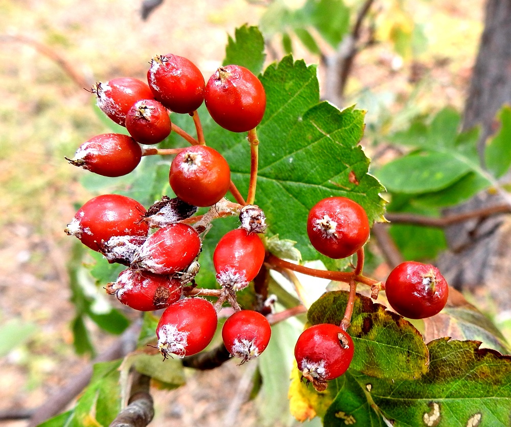 Hedlundia hybrida - suomenpihlajan marja paisuu kukkapohjuksesta. Se on pallomainen tai pitkänpyöreä, kypsänä mehevä, punainen ja tavallisesti noin 8-14 mm pitkä. A, Maarianhamina, Västra Ytternäs, länsipuolen merenrannan ulkoilupolun rantametsikkö Korrvikin venesataman ja Lotsbergetin kallioalueen välillä, 11.8.2026. Copyright Hannu Kämäräinen.