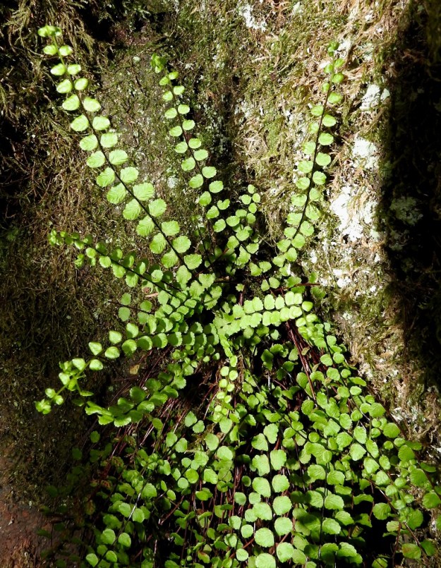 Asplenium trichomanes - kalliotummaraunioisen lehtilavan sivulehdykät ovat useimmiten vuoroittain ja tyypillisimmillään harvahkosti niin, että niitä erottaa selvä väli. Muodoltaan ne ovat pyöreähköt. 12.6.2021. Copyright Hannu Kämäräinen.