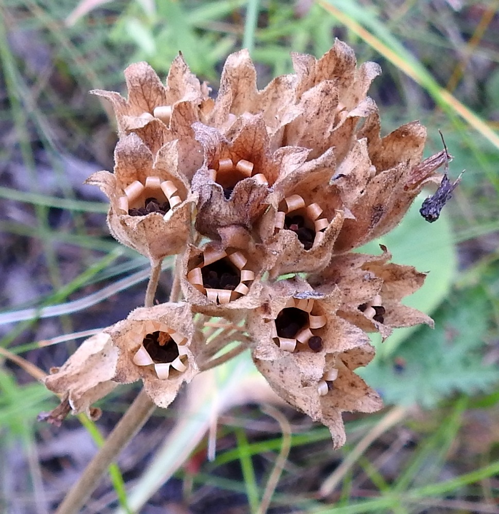 Primula veris - kevätesikon kodan kärki avautuu suonia myöten säteittäisesti, ja kärkihampaat kaartuvat taaksepäin. Siemenet ovat tummanruskeat, pyöreähköt, pitkänpyöreät tai jossain määrin epäsymmetriset ja nystermäiset sekä noin 1,2-1,8 mm pitkät. Loppukesän tuulten puistellessa kuivuneen jänteviä vanoja, siemenet lentelevät kotakupistaan lähiympäristöön. A, Finström, Bastö, koilliskulma, Ekudden, lehtoinen niemi, jossa myös lampaiden laiduntamaa, osin avokallioista ketoaluetta, 9.8.2026. Copyright Hannu Kämäräinen.