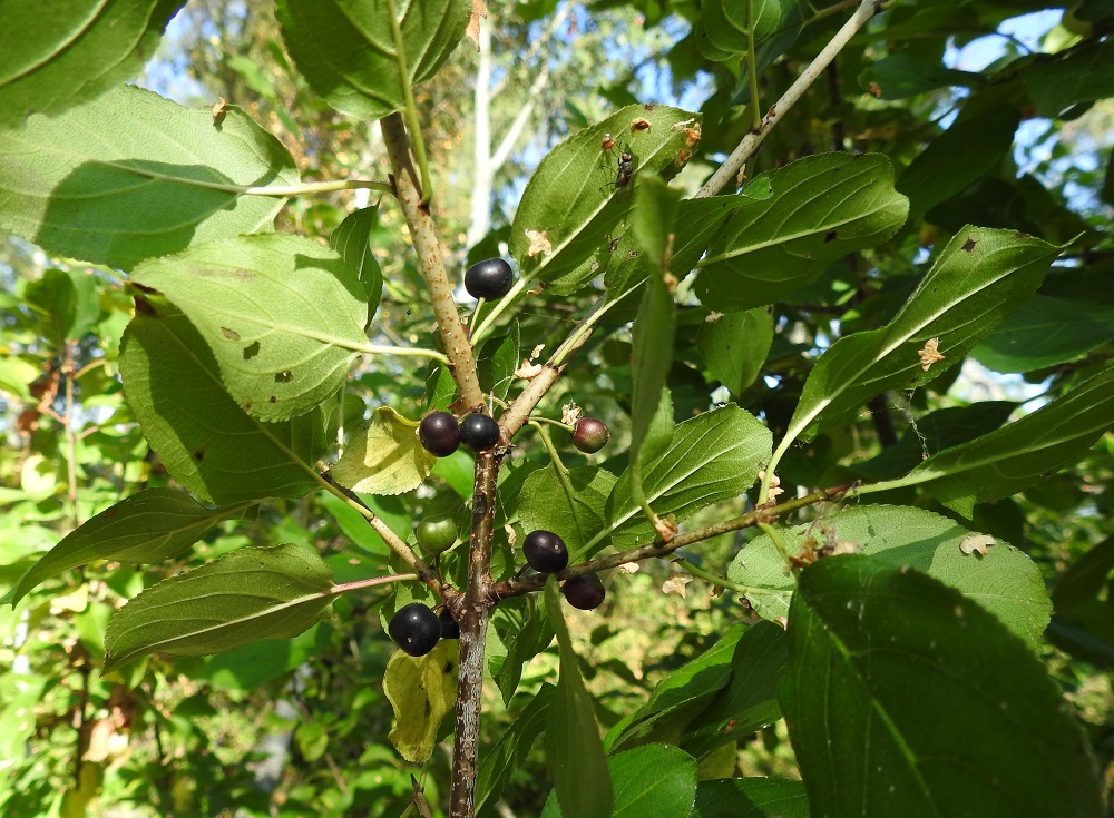 Rhamnus cathartica - orapaatsaman hedelmä on sikiäimestä paisuva, kolmi- tai nelisiemeninen luumarja, joka on pallomainen tai pituussuunnassaan jossain määrin litteähkö, aluksi vihreä ja kypsänä kiiltävän musta sekä tavallisesti noin 5-8 mm pisimmältä läpimitaltaan. A, Lemland, Norrby, Ranskholmin läntisemmän kärjen jatkeena oleva Lumparnin Segelgrundet-saari, eteläosan tiivis rantalehto, 14.8.2026. Copyright Hannu Kämäräinen.