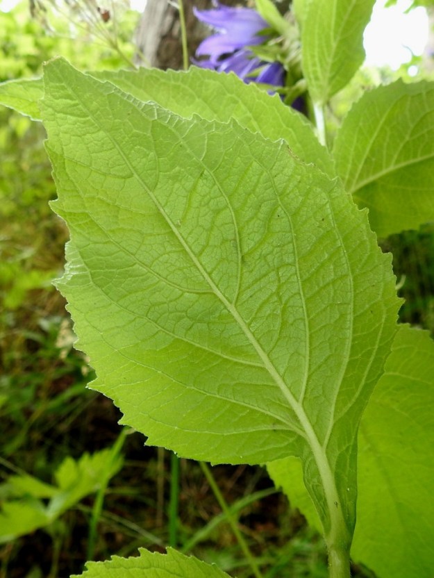 Campanula latifolia - ukonkellon lehtilavan laita on lähes kertaalleen tai matalasti toistamiseen hampainen. Hammastus on epätasainen ja sen muoto vaihtelee terävästä tylpän pyöreähköön. Lehdet ovat molemmin puolin lyhyt- ja pehmeäkarvaiset. Ylemmissä lyhytruotisissa lehdissä lapa vaihtuu leveäksi ja tyveä kohti kapenevaksi ruodin siipipalteeksi. Ylimmät lehdet ovat ruodittomia. A, Lemland, Nåtö, pähkinäpensainen lehtoniitty biologisen aseman kohdalla, luonnonsuojelualue, 11.7.2022. Copyright Hannu Kämäräinen.