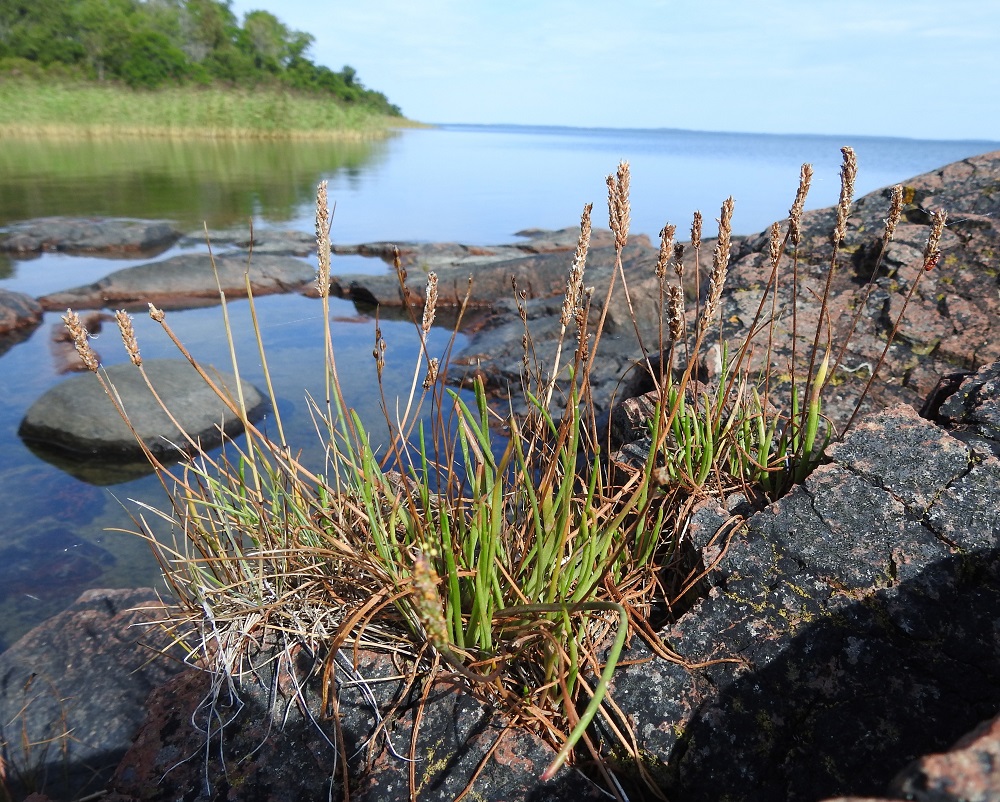 Plantago maritima - meriratamo on Suomessa alkuperäinen ja yleinen rannikkoseuduilla Ahvenanmaalla ja Suomenlahden rannikolla Etelä-Karjalan eliömaakuntaan saakka sekä Pohjanlahden rannikolla Perä-Pohjanmaan eliömaakuntaan saakka. Lisäksi laji on levinnyt tulokkaana sisämaahan tienlaitoja pitkin. A, Lemland, Norrby, Ranskholmin läntisemmän kärjen rantakallio Lumparnin Segelgrundet-saaren, kohdalla, 14.8.2026. Copyright Hannu Kämäräinen.