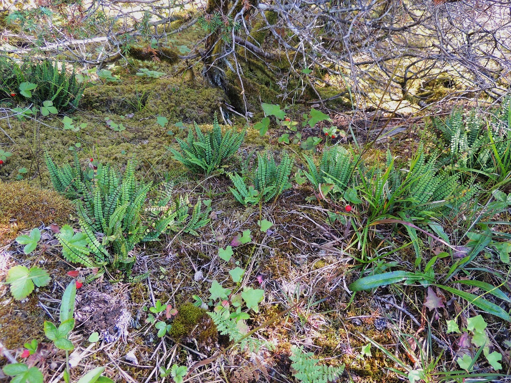 Asplenium quadrivalens - kalkkitummaraunioinen on Suomessa harvinainen, lounaisosaan painottuva laji, joka kasvaa vain kalkkikallioilla. V, Salo, Särkisalo, Förby, merenrantaan päättyvän maantien pohjoispuolelta nouseva kalkkikallioalue, luonnonsuojelualue, 11.7.2014. Ellei toisin mainita, kuvat ovat tältä samalta kasvualueelta. Copyright Hannu Kämäräinen.