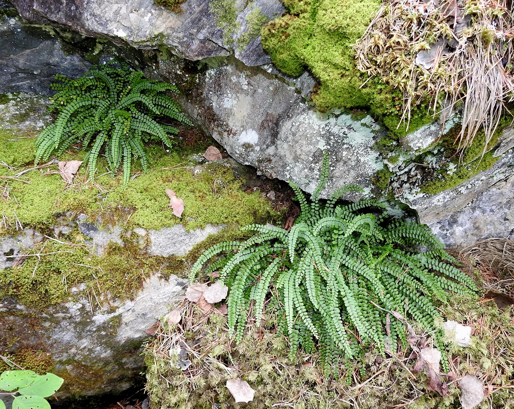 Asplenium quadrivalens - kalkkitummaraunioinen ankkuroituu mielellään myös kalkkikallioseinämien rakoihin. V, Salo, Perniö, Lupaja, Alhonmäki, luonnonsuojelualue, vanha kalkkikivenlouhintakuoppa, 22.8.2021. Copyright Hannu Kämäräinen.