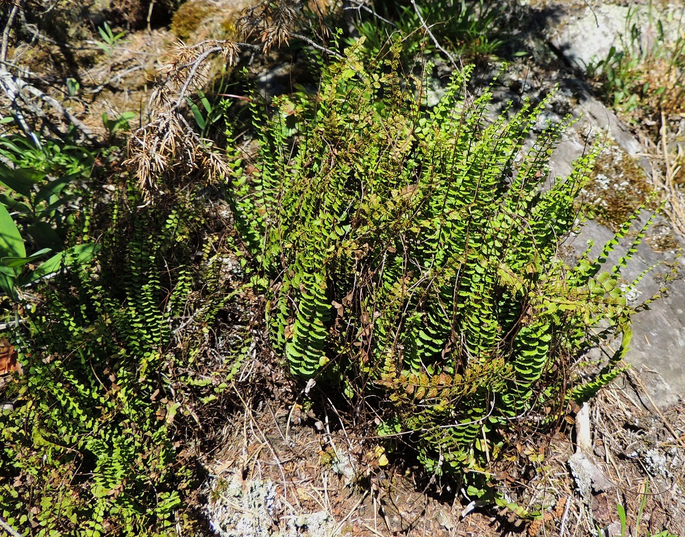 Asplenium quadrivalens - kalkkitummaraunioisen sivulehdykät ovat lavan keskiosassa pitkältä matkaa hyvin tiheästi, kun kalliotummaraunioisella, A. trichomanes, lehdykät ovat harvemmassa. Paahteisella paikalla itiöimään valmistautuvat lehdykät kääntyvät usein lähes vaakatasoon. 11.7.2014. Copyright Hannu Kämäräinen.