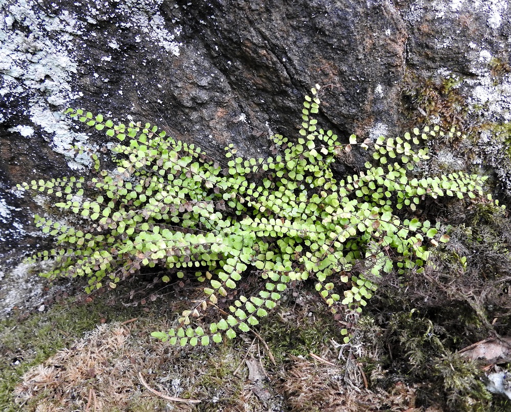 Asplenium trichomanes - kalliotummaraunioisen lehdet ovat yleisnäkymältään harsumpia kuin lähilajilla, kalkkitummaraunioisella, A. quadrivalens. Lisäksi sivulehdyköiden muoto on pyöreähkö. 12.6.2021. Copyright Hannu Kämäräinen.