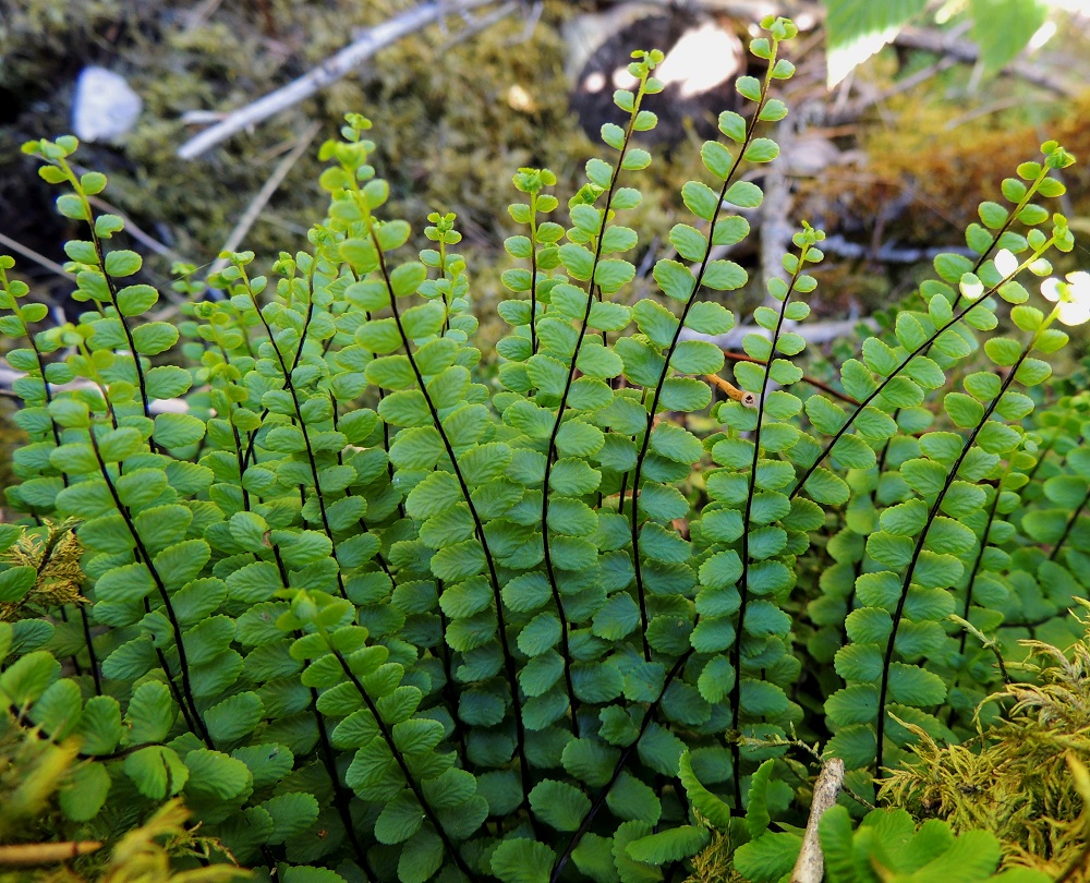 Asplenium quadrivalens - kalkkitummaraunioisen ruoti ja koko keskiranka kasvavaa noin 1-10 mm:n kärkeä lukuun ottamatta ovat mustanruskeat tai tumman punaruskeat. Tässä ominaisuudessa ei ole eroa tummaraunioisten lajiparin välillä. Serpentiiniraunioisella, A. adulterinum, keskirangan kärkikolmannes on vihreä ja viherraunioisella, A. viride, puolestaan koko lavan keskiranka on vihreä. 11.7.2014. Copyright Hannu Kämäräinen.