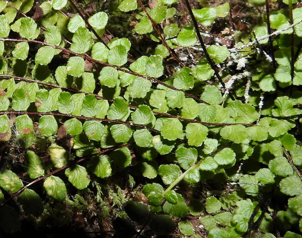 Asplenium trichomanes - kalliotummaraunioisen lehtilavan sivulehdykät ovat usein hieman koverat, kun ne kalkkitummaraunioisella ovat yleisimmin hieman kuperat. Lehdyköitä erottaa myös selvä väli. 12.6.2021. Copyright Hannu Kämäräinen.
