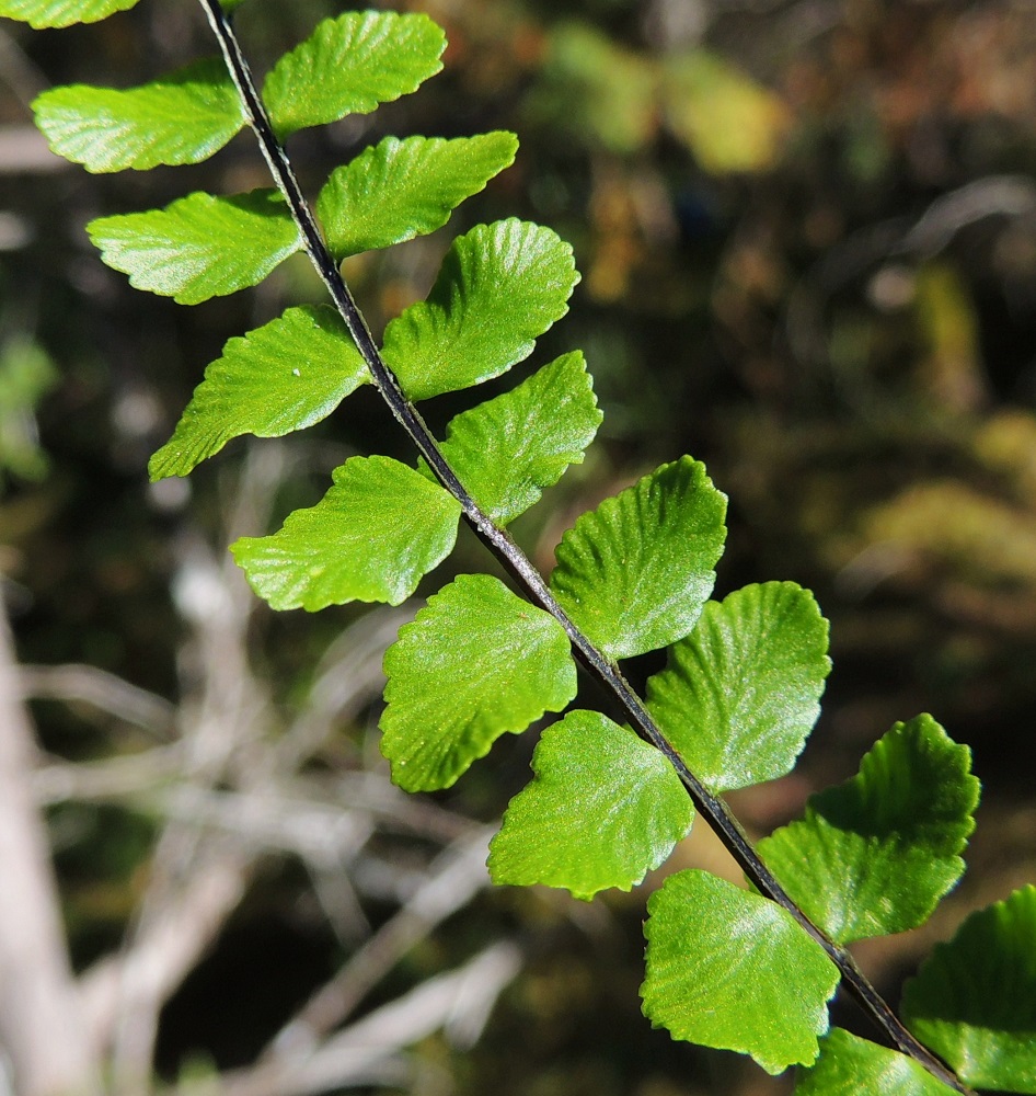 Asplenium quadrivalens - kalkkitummaraunioisen lehtiruoti ja lavan keskiranka ovat kapeasti vaalean siipipalteiset. Näin on myös kalliotummaraunioisella. Sen sijaan viherraunioisella ja serpentiiniraunioisella ne ovat palteettomat. 11.7.2014. Copyright Hannu Kämäräinen.