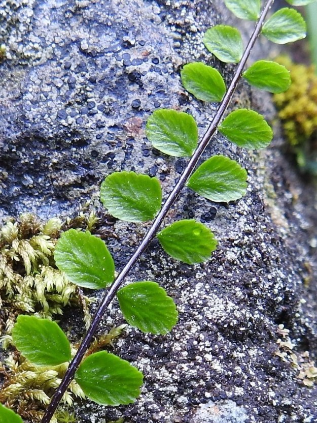 Asplenium trichomanes - kalliotummaraunioisen nuoren, uuden lehden sivulehdykät ovat vaihtelevasti nystykarvaisia. Lehdykät kaljuuntuvat ikääntyessään. Kalliotummaraunioisen lehdyköiden tyvi on leveämmän tai kapeamman kiilamainen ja lähes tai aivan symmetrinen. Kalkkitummaraunioisella lehdyköiden tyvi on suorakulmainen tai leveän kiilamainen sekä ainakin jossain määrin epäsymmetrinen. 12.6.2021. Copyright Hannu Kämäräinen.