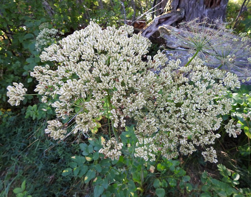 Laserpitium latifolium - lehtokarvasputkesta voi nopealla vilkaisulla saada vaikutelman, että se kukkii toisen kerran loppukesällä, kun hedelmysten leveät siipipalteet ovat aluksi kukkien väriset eli valkoiset. A, Finström, Bastö, pohjoispää, Ekuddsvägenin pikkutien varsi, metsikön laide, 9.8.2026. Copyright Hannu Kämäräinen.