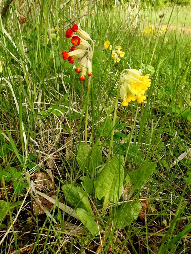 Primula veris - kevätesikosta on jalostettu koristekasveiksi oranssi- ja punakukkaisia lajikkeita, jotka voivat toisinaan karata myös luontaisille kasvupaikoille ja aiheuttaa monenlaista värikirjavuutta. Kuvassa oleva punakukkainen yksilö lienee puhdasta 'Sunset Shades' lajiketta. A, Finström, Bergö, länsilaita, Valbergsin länsipuoli, Ivarskärsfjärdenin rantakallioalueen laitametsikkö, 23.5.2025. Copyright Hannu Kämäräinen.