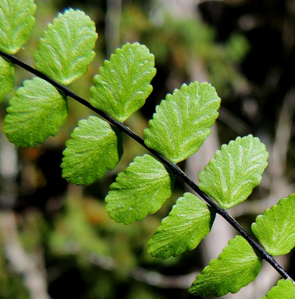 Asplenium quadrivalens - kalkkitummaraunioisen lehtilavan sivulehdykät ovat lähes ruodittomia ja tyveltään suorakulmaisia tai leveän kiilamaisia sekä jossain määrin epäsymmetrisiä. Lehdykän laidan muoto vaihtelee lähes ehyestä epäselvästi nyhäiseen tai pyöreän matalanyhäiseen. Pituutta lehdyköillä on tavallisesti noin 4-10 mm ja leveyttä leveimmältä kohtaa noin 2-5 mm. Pituus on noin 1,5-2-kertainen leveyteen nähden. Lehdykän alapinnalla näkyvät katesuomujen peittämät, vielä kehittymättömät itiöpesäkeryhmät. 11.7.2014. Copyright Hannu Kämäräinen.