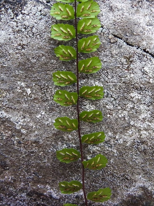 Asplenium trichomanes - kalliotummaraunioisen itiöpesäkeryhmiä on yleisimmin 3-6 lehdykän alapinnan lehtisuonten sivuilla. Ne ovat ennen itiöintiä tasasoukkia, alle 0,5 mm leveitä ja enintään noin 2 mm pitkiä. Niitä peittää koko pesäkeryhmän mittainen, vaalea ja kalvomainen katesuomu, joka on kiinnittynyt lehdykän laidan puoleiselta reunaltaan. Suomu avautuu ja kääntyy kypsymisvaiheessa itiöpesäkeryhmän sivulle. 23.8.2021. Copyright Hannu Kämäräinen.