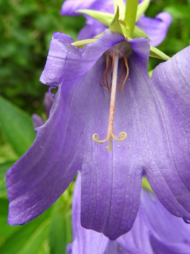 Campanula latifolia - ukonkellon kukassa on viisi hedettä. Ne ovat lähes rihmamaiset ja useimmiten noin 15-20 mm pitkät. Tiheäkarvaisen palhon osuus pituudesta on vain noin 4-5 mm. Pitkä ponsi on keltainen tai kellanruskea. Emi on valkoinen tai kellertävä, yksivartaloinen ja lähes aina kolmiluottinen. Vartalo on tanakka ja tiheästi nystykarvainen. Luotit ovat alaspäin kaartuvat. Vartalo luotteineen on noin 25-40 mm pitkä ja teriötä lyhyempi. EH, Kouvola, Kuusankoski, Voikkaa, Sikomäki, Voikkaantien varressa olevan kallioisen Lapinmäen laide, 6.7.2023. Copyright Hannu Kämäräinen.