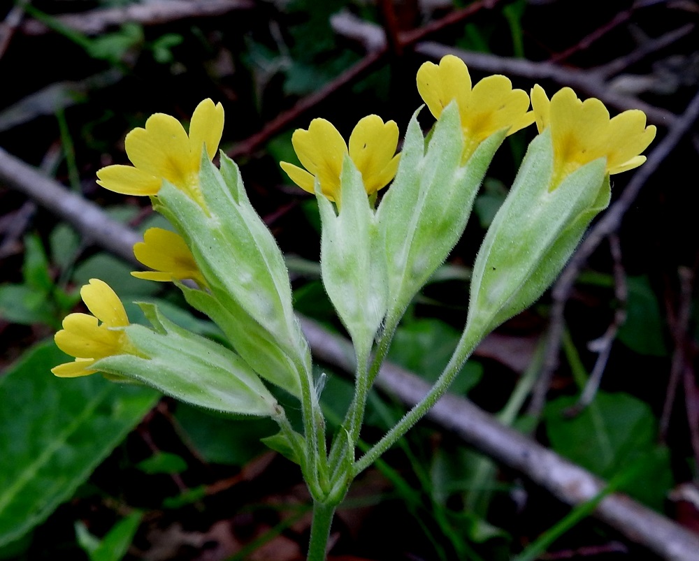 Primula veris - kevätesikon kukinnon tukilehdet ovat hyvin kapeat, neulasmaiset ja noin 5 mm pitkät. Tiheästi karvaisten ja nystykarvaisten kukkaperien pituus on yleensä noin 10-20 mm. Verhiö on väljän kellomainen, viisisärmäinen ja kärjestä viisiliuskainen. Se on noin 14-17 mm pitkä ja suuosastaan noin 7-10 mm leveä. Kärkiliuskat ovat kaarevasivuisen kolmiomaiset, ja niiden osuus verhiön kokonaispituudesta on noin 4-5 mm. Verhiö on yksivärisen vaaleanvihreä tai kellertävänvihreä sekä hyvin tiheästi ja lyhyesti nystykarvainen. Teriö on yhdislehtinen ja tavallisesti noin 17-20 mm pitkä. EH, Kouvola, Kuusankoski, Lamminrannan ja Kasakkakallion välissä, Ahlmanintien lounaispuolella oleva Saksanaho, entinen lautatarha-alue, jota käytetty myöhemmin venäläisen puutavaran varastointiin, 11.6.2017. Copyright Hannu Kämäräinen.