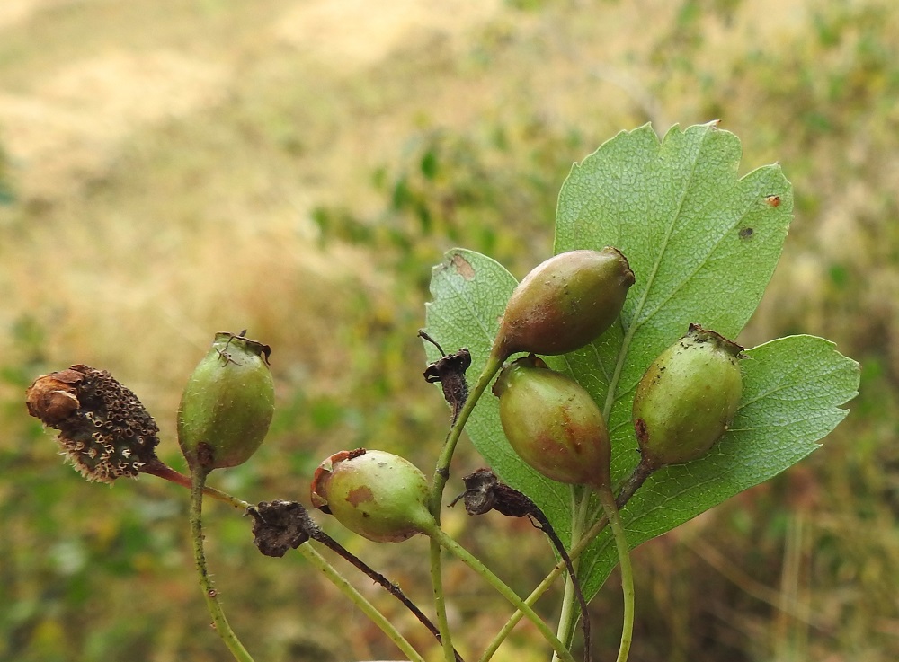 Crataegus monogyna - tylppöorapihlajan luumarja on tavallisesti noin 10-15 mm pitkä ja noin 7-9 mm leveä. Marjassa on vain yksi kookas, ruskea ja lähes munanmuotoinen siemen, joka on noin 5-9 mm pitkä ja noin 4-7 mm leveä. Kuvausvuonna oli tapahtunut jotakin poikkeuksellista, sillä tämänkin kuvasarjan kasvupaikoilla tylppöorapihlajissa ei ollut ainoatakaan marjaa. Oksissa riippui vai muutamia edellisvuoden kuivuneita marjoja. Kuvassa oleva yksilö oli ainoa, jossa oli muutama kuluvan vuoden marja. Ne olivat vihreinä vielä elokuun puolivälissäkin. A, Finström, Bastö, koilliskulma, Ekuddsvägenin pikkutien laide peltoalueen kohdalla, 15.8.2026. Copyright Hannu Kämäräinen.