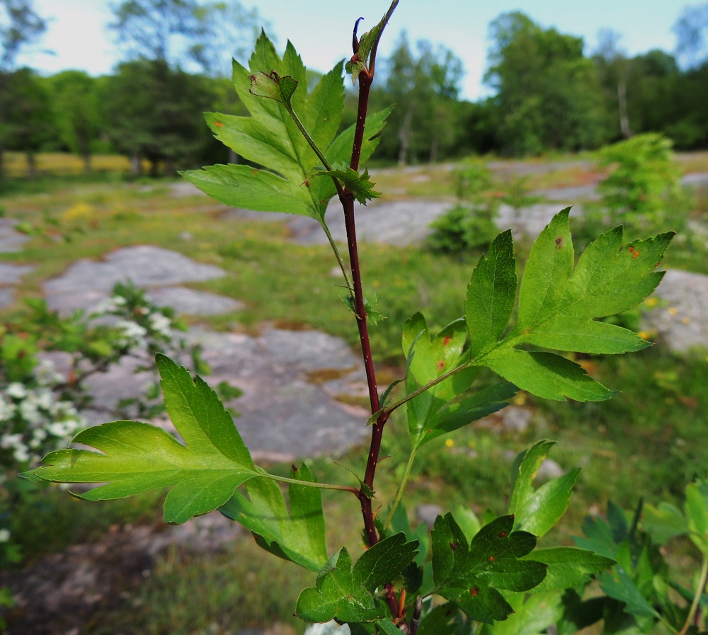 Crataegus rhipidophylla - suippuorapihlajan lehdet ovat ruodilliset ja pääsääntöisesti korvakkeelliset. Lehtiruoti on noin 1-3 cm pitkä. Lehtilapa on lähinnä leveänpuikea - vinoneliömäinen, parijakoisesti tai pariosaisesti teräväliuskainen ja liuskoiltaan runsashampainen sekä tyveltään leveän kiilamainen, Tylppöorapihlajan lehtilavan liuskat ovat tylppiä, ehytlaitaisia tai kärjestään niukkahampaisia. Suippuorapihlajan lehtilapa on tavallisesti noin 3-5 cm pitkä, leveimmältä kohtaa suunnilleen pituutensa levyinen ja yläpuolelta vihreä. Vuosikasvaimet ovat sileät, kaljut ja puutuessaan punaruskeat. 11.6.2014. Copyright Hannu Kämäräinen.