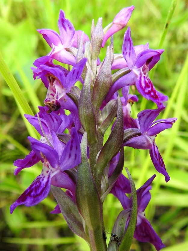 Dactylorhiza purpurella - hurmekämmekän kukat ovat tukilehdellisiä. Tukilehdet ovat kapeanpuikeat tai lähes suikeahkot, pitkäsuippuisesti kapenevat, tylpähköpäiset ja laidoiltaan matalasti hienosahaiset. Ne ovat vihreät tai jossain määrin sinipunertavat, yleensä noin 9-25 mm pitkät ja leveimmältä kohtaa noin 3-6 mm leveät. Tukilehdet ovat tähkän alimmissa kukissa noin kukan mittaiset ja muuten kukkia lyhyemmät. 26.6.2026. Copyright Hannu Kämäräinen.
