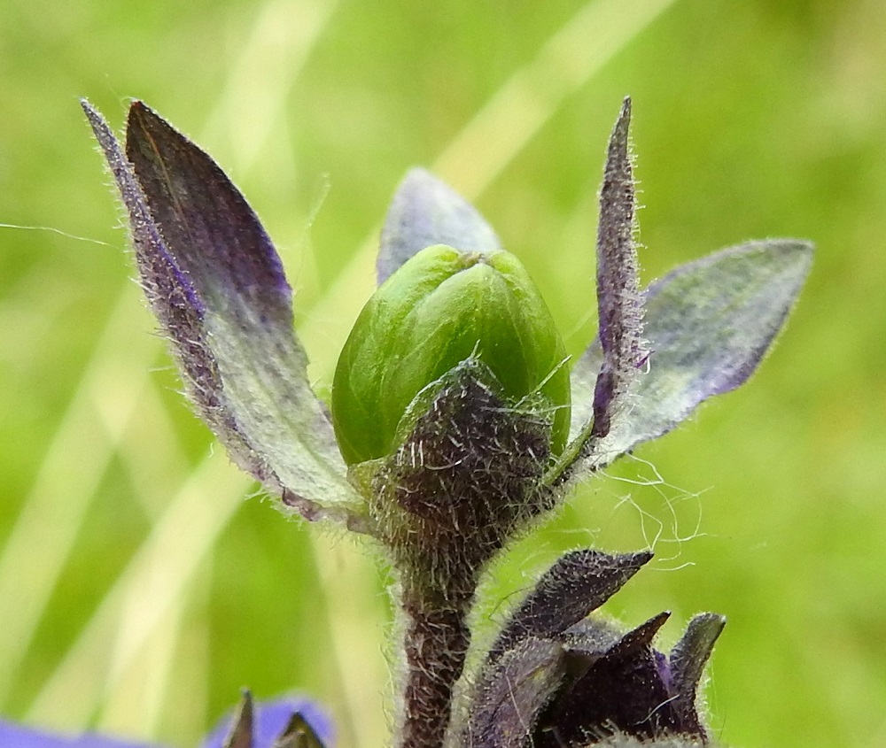 Polemonium acutiflorum - kellosinilatvan kota on lähes pallomainen, kolmilokeroinen, ensin vihreä ja kypsänä kellertävä sekä kalju. Se on tavallisesti noin 4-5 mm pitkä. Kota avautuu kärjestään kolmiliuskaisesti. 9.7.2026. Copyright Hannu Kämäräinen.