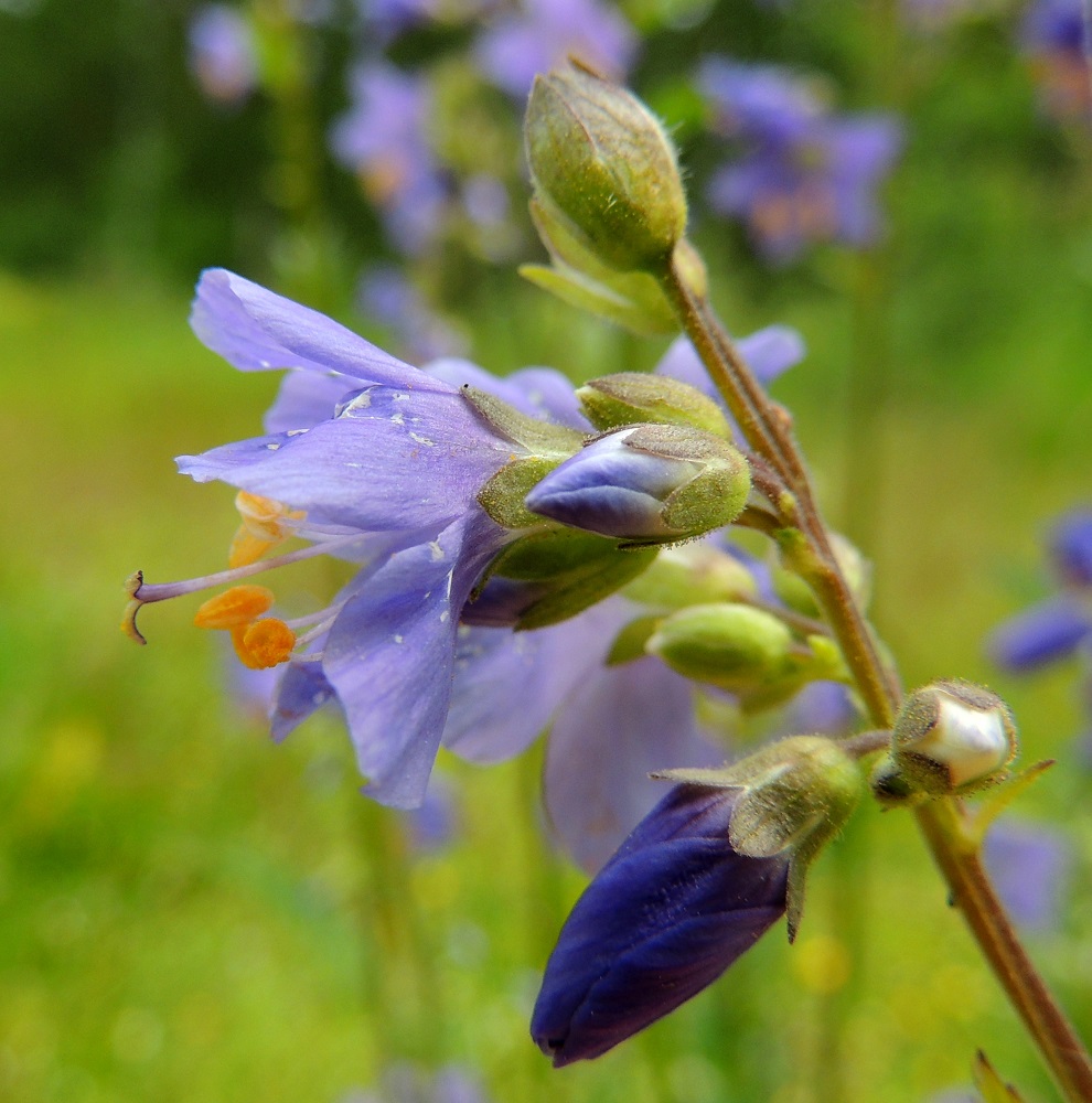 Polemonium caeruleum - lehtosinilatvan kukan verhiö on kellomainen, yhdislehtinen ja kärjestään säteittäisesti syvään viisiliuskainen. Se on vihreäsävyinen tai vaihtelevasti ruskehtava ja kaikkiaan noin 5-8 mm pitkä. Liuskat ovat lähinnä kapeanpuikeat, lyhyen suippokärkiset ja leveimmältä kohtaa noin 1,5-2,5 mm leveät. Niiden osuus kukkapohjuksen sisältävästä verhiön kokonaispituudesta on noin 3-5 mm. Kukkaperä on noin 2-15 mm pitkä. ES, Imatra, Vuoksenniska, Kaukopää, Kolmen ristin kirkon kohdalla, Ruokolahdentien luoteispuolella oleva laaja, nykyisin niittymäinen, vanha puuvarastokenttä, johon aikanaan varastoitiin Venäjältä tuotua puutavaraa, 9.7.2015. Copyright Hannu Kämäräinen.