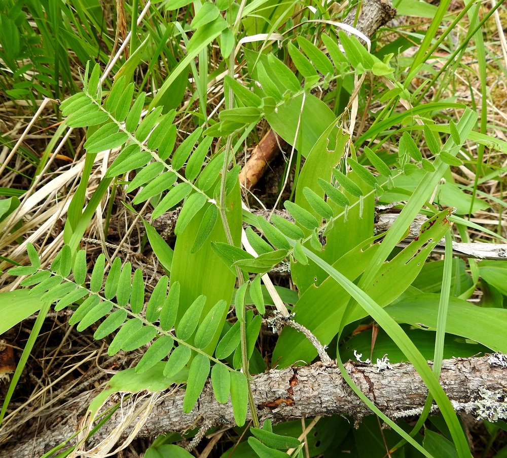 Vicia cassubica - pommerinvirnan lehdet ovat tyveen saakka parilehdykkäiset, kärhelliset ja varrella kahdessa rivissä vuoroittain niin, että kasvista saa litteähkön vaikutelman. Lehtilapa on tavallisesti noin 7-16 cm pitkä ja lehdykät levällään leveimmältä kohtaa noin 3-6 cm leveä. Lehdyköitä on useimmiten 10-16 paria. 26.6.2026. Copyright Hannu Kämäräinen.