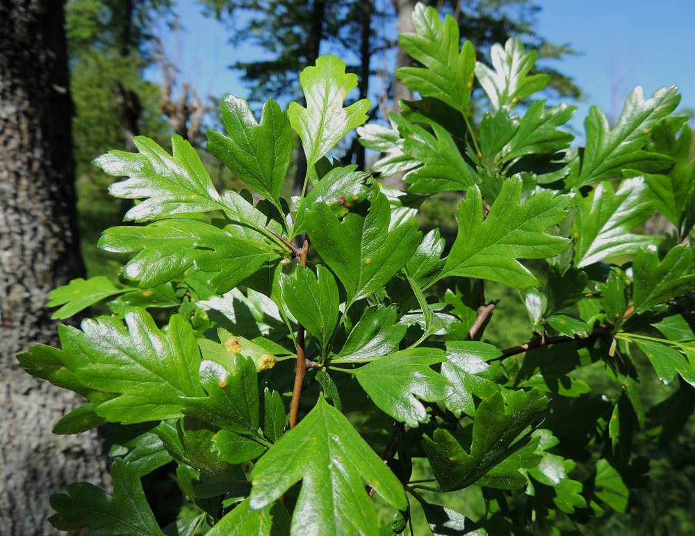 Crataegus monogyna - tylppöorapihlajan lehtilapa on lähinnä leveänpuikea - vinoneliömäinen, parijakoisesti pyöreä-, tylppä- tai lyhyen suippoliuskainen ja liuskoiltaan ehyt- tai niukan hammaslaitainen sekä tyveltään leveän kiilamainen ja yläpinnaltaan vihreä. Useimmin karkeita ja keskenään erikokoisia hampaita on vain liuskan kärkiosassa. Suippuorapihlajan lehtiliuskat ovat suipot ja runsashampaiset. Kuvan lehdissä ei ole selviä korvakkeita. Tuskin ne ovat ehtineet varistakaan jo ennen kesäkuun puoltaväliä. A, Lemland, Nåtö, saaren pohjoisosan merenrantaan ulottuva luonnonsuojelualue biologisen aseman (Norrgård) itäpuolella, rannan tervalepikon yläreuna, 11.6.2014. Copyright Hannu Kämäräinen.
