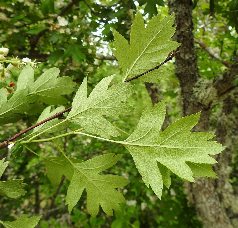 Crataegus rhipidophylla - suippuorapihlajan lehdet ovat alta yläpintaa vaaleamman vihreät. Jostain syystä samoissakin yksilöissä toisten vuosikasvainten lehdet ovat korvakkeellisia ja toisten korvakkeettomia. Joissakin lähteissä korvakkeitten sanotaan myös karisevan varhain. Tämä ei kuitenkaan selitä sitä, että jo kesäkuun alkupuolella osa lehdistä on ilman korvakkeita, ja kuten seuraava kuva osoittaa, suuressa osassa lehtiä ne ovat jäljellä vielä elokuussakin. 10.6.2024. Copyright Hannu Kämäräinen.