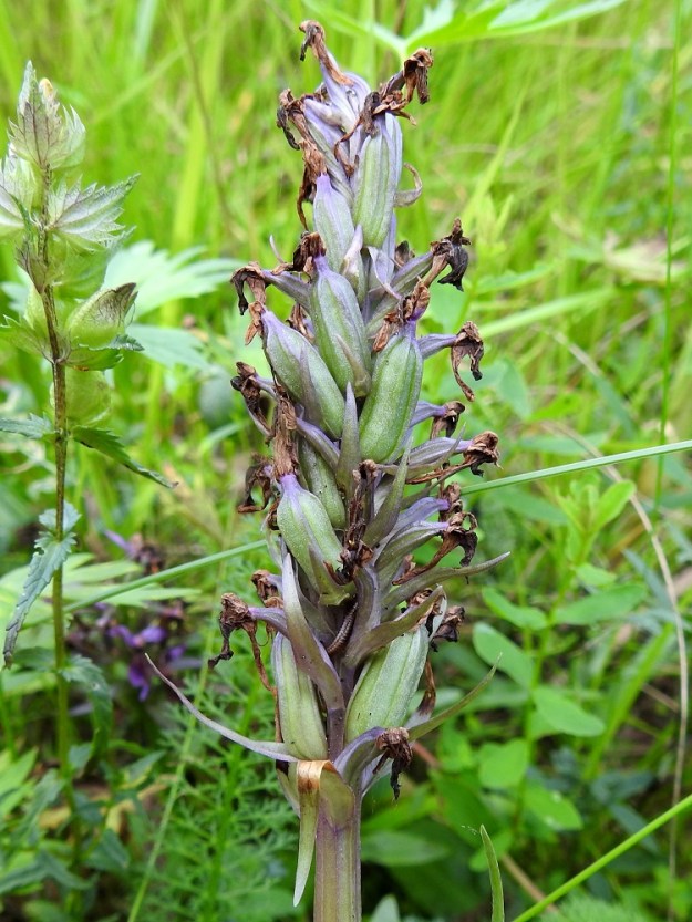 Dactylorhiza purpurella - hurmekämmekän pölytystulos näkyy sikiäimistä paisuvien kotien määrässä, joka näyttää parhaimmillaan olevan melko suuri. Ilmeisesti tulokaslaji, joka ei paljon poikkea muusta liuskakämmekkäjoukosta, onnistuu medettömyydestä ja enintään vähäisestä tuoksusta huolimatta huijaamaan kukkien värillä ja kuvioinnilla ainakin uusia ja vielä kokemattomia kimalaisia riittävän usein. 1.8.2026. Copyright Hannu Kämäräinen.