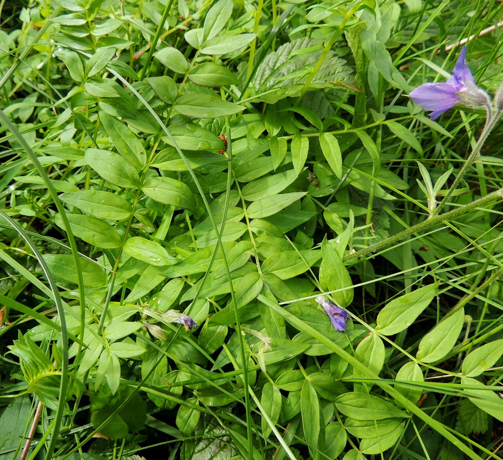 Polemonium acutiflorum - kellosinilatvan lehdet ovat ruodilliset ja parilehdykkäiset. Aluslehtien ruoti on noin 5-10 cm pitkä. Alus- ja varsilehtien lapa on lähes tasalevyinen, tavallisesti noin 2-10 cm pitkä ja noin 1-6 cm leveä. Lehdykkäpareja on kärkilehdykän lisäksi useimmiten kolmesta kymmeneen. EnL, Enontekiö, Kilpisjärvi, retkeilykeskuksesta Saanalle vievän polun varsi, paljakkarinteen alapuolinen tunturikoivikko, 545-550 m mpy, 16.7.2013. Copyright Hannu Kämäräinen.