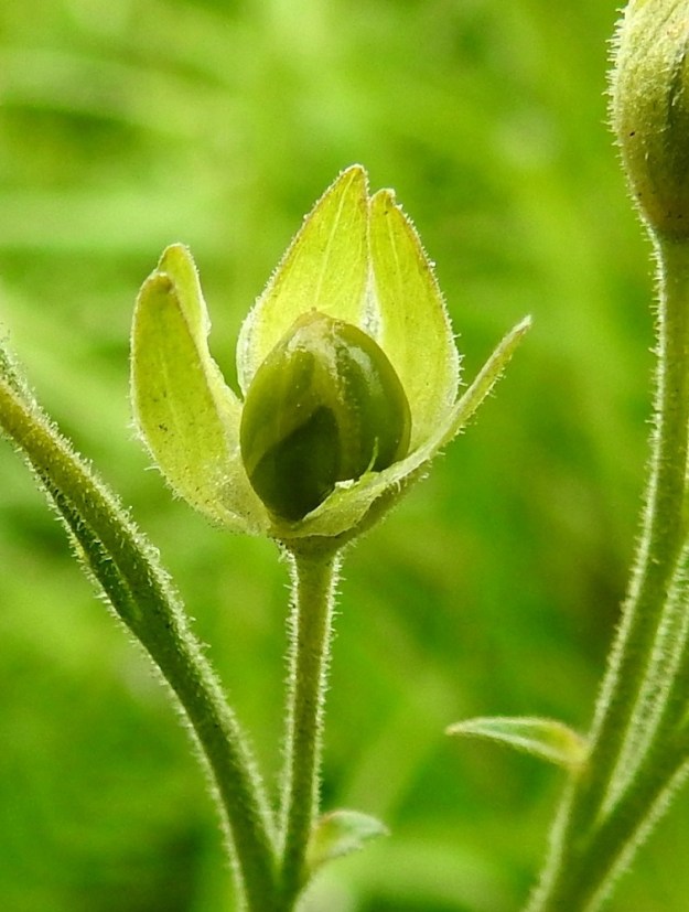 Polemonium caeruleum - lehtosinilatvan sikiäimestä kehittyy lähes pallomainen, kolmilokeroinen kota, joka on ensin vihreä, kypsänä kellertävä, kalju ja tavallisesti noin 4-5 mm pitkä. Verhiö, kukkaperä ja kukintoranka haaroineen sekä tukilehdet ovat tiheästi hyvin lyhyen nystykarvaiset. EH, Hämeenlinna, Sairio, Sairionranta, Vanajaveden ja rautatien välissä kulkevan ulkoilureitin varsi kohdassa, jossa vesioja alittaa reitin, ojan laitaniitty, 5.7.2024. Copyright Hannu Kämäräinen.