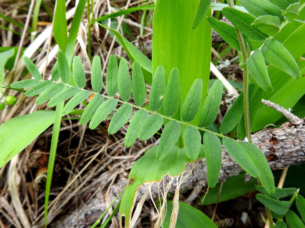 Vicia cassubica - pommerinvirnan lehdykät ovat hyvin kapeanpuikeat - lähes suikeat, pyöreä- tai suippopäiset, otakärkiset ja päältä vihreät. Ne ovat tavallisesti noin 10-30 mm pitkät ja leveimmältä kohtaa noin 4-10 mm leveät. Verson varret ovat hoikat, särmikkäät ja vihreäsävyiset tai hieman ruskehtavat. 26.6.2026. Copyright Hannu Kämäräinen.