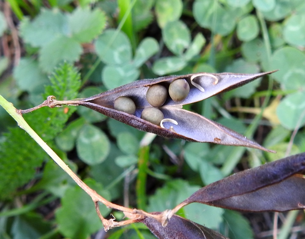 Vicia cracca - hiirenvirnan palossa on useimmiten neljästä kahdeksaan pallomaista ja tummanvihreää - mustanruskeaa siementä, jotka ovat läpimitaltaan noin 2,5-3 mm. A, Finström, Bastö, koilliskulma, Ekudden, niemen puustoinen, merenrantaan laskeva niittyalue, 14.8.2026. Copyright Hannu Kämäräinen.
