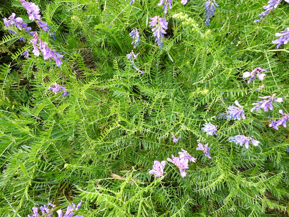 Vicia tenuifolia - tuoksuvirna on hyvin lehdekäs. Usein versot lehtineen muodostavat tiheitä vyyhtejä, joista yksittäisen varren hahmottaminen on lähes mahdotonta. Lehdet ovat varrella kierteisesti. 18.6.2023. Copyright Hannu Kämäräinen.