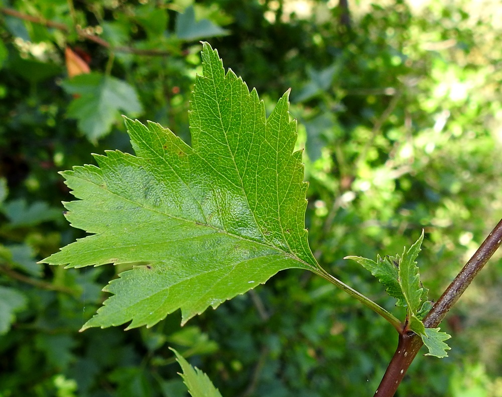 Crataegus rhipidophylla - suippuorapihlajan sulkasuonisen lehden suonitus kohdistuu liuskojen kärkiin ja hampaisiin sekä niiden välisiin loviin. Suonitus on samanlainen myös tylppöorapihlajan lehdissä. Sen sijaan valtaosalla koristekasvina viljellyistä lajeista ja niiden karkulaisista suonet kohdistuvat vain liuskojen ja hampaiden kärkiin. A, Jomala, Ramsholm, luonnonsuojelualue, pohjoisosa, itälaidan niittykaistan lehtoinen laita, 9.8.2026. Copyright Hannu Kämäräinen.