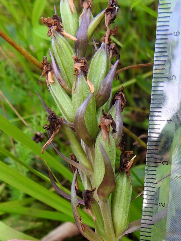 Dactylorhiza purpurella - hurmekämmekän kota on pysty, pitkulainen, vahvasuoninen ja kalju. Se on tavallisesti noin 12-18 mm pitkä ja noin 5-6 mm paksu. Kota avautuu suonien vierestä. Kämmeköiden siemenissä ei ole vararavintoa. Jotta siemenestä voi kehittyä uusi kasvi, sen täytyy päästä yhteyteen sopivan sienikumppanin kanssa ja saada alkukasvuunsa tarvittava ravinto sienijuuren kautta. 1.8.2026. Copyright Hannu Kämäräinen.