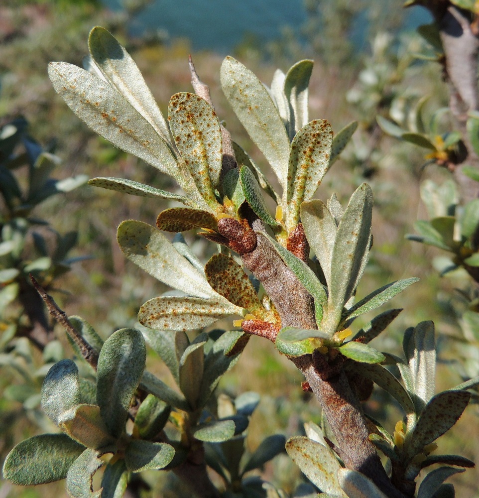 Hippophaë rhamnoides - (hopea)tyrnin lehdet ovat alapuolelta hopeanharmaat - täplittäin tai yhtenäisesti ruosteenruskehtavat ja tiheästi kilpikarvaiset. A, Sund, Prästö, Barsneuddenin niemi, Bomarsundin Prästötornetin rauniokumpu, 28.5.2013. Copyright Hannu Kämäräinen.