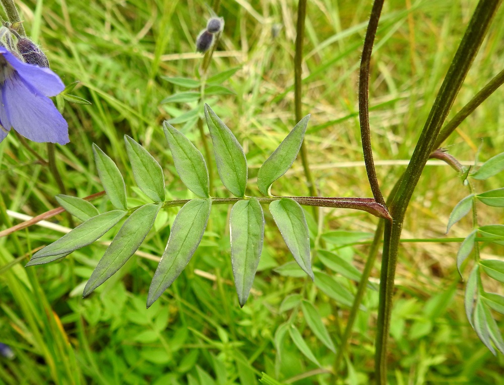 Polemonium acutiflorum - kellosinilatvan varsilehdet ovat korvakkeettomat ja sijaitsevat varrella kierteisesti. Niiden ruoti on noin 1-5 cm pitkä, kouruinen ja reunoiltaan karvainen. Varret ovat liereät tai kuten kuvassa, matalasärmäiset. 9.7.2026. Copyright Hannu Kämäräinen.