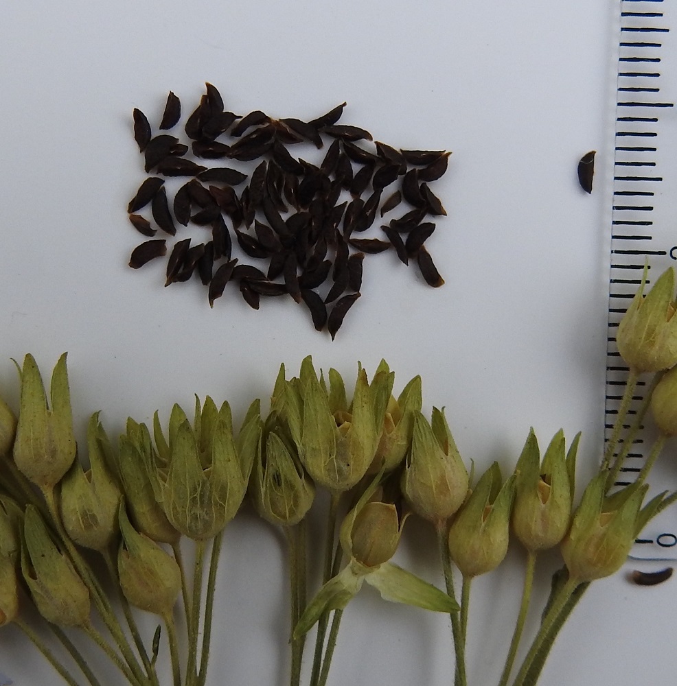 Polemonium caeruleum - lehtosinilatvan verhiön sisään jäävä kota avautuu kärjestään kolmiliuskaisesti. Siemenet ovat ruskeat, palkomaiset, litteähköt ja siipipalteettomat ja noin 3-3,5 mm pitkät. EH, Hämeenlinna, Sairio, Sairionranta, Vanajaveden ja rautatien välissä kulkevan ulkoilureitin varsi kohdassa, jossa vesioja alittaa reitin, ojan laitaniitty, 5.7.2024. Kuva näytteestä, copyright Hannu Kämäräinen.