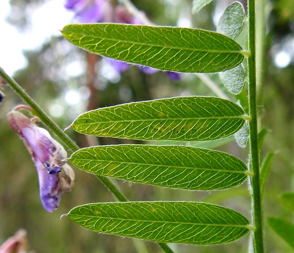 Vicia cassubica - pommerinvirnan lehdykät ovat ehytlaitaiset, keskisuoneltaan selvät ja myös alta vihreät. Karvainen ruoti on enintään 1 mm pitkä. 26.6.2026. Copyright Hannu Kämäräinen.