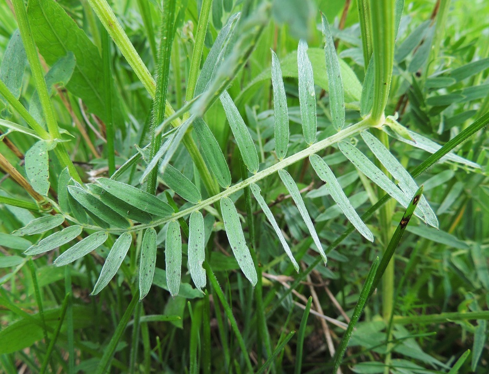 Vicia tenuifolia - tuoksuvirnan lehdet ovat tyveen saakka parilehdykkäiset, kärhelliset, tavallisesti noin 4-10 cm pitkät ja lehdykät levällään noin 2-6 cm leveät. Lehdyköitä on useimmiten 9-14 paria. Ne ovat tieteellisen lajinimensä mukaisesti suikeahkot - lähes tasasoukat, tavallisesti noin 10-30 mm pitkät ja leveimmältä kohtaa noin 1-3 mm leveät. Lehden päässä oleva kärhi on kärkiosastaan haaroittuva ja noin 15-30 mm pitkä. Saadessaan kosketuksen muihin kasveihin tai omiin versoihinsa se kiertyy kohteensa ympärille ja tukee osaltaan rennon kasvin kohottautumista valoa kohti. 10.6.2014. Copyright Hannu Kämäräinen.