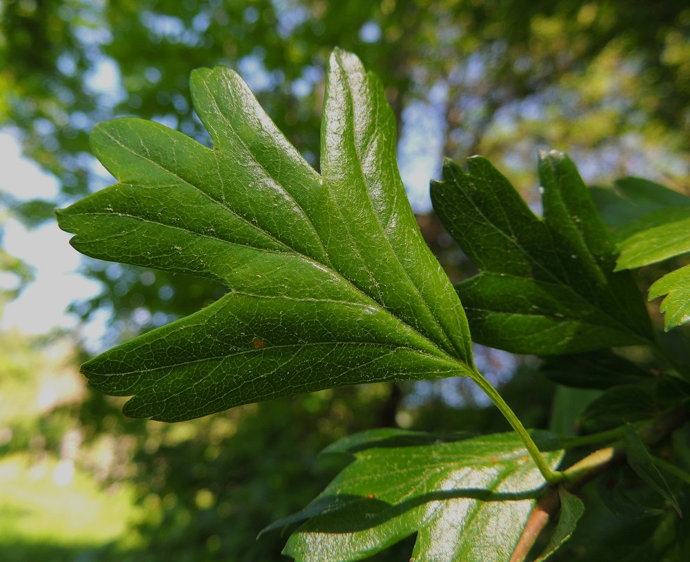 Crataegus monogyna - tylppöorapihlajan sulkasuonisen lehden suonitus kohdistuu liuskojen kärkiin ja hampaisiin sekä niiden välisiin loviin. Samanlainen suonikohdistus on myös suippuorapihlajalla. A, Lemland, Nåtö, saaren pohjoisosan merenrantaan ulottuva luonnonsuojelualue biologisen aseman (Norrgård) itäpuolella, rannan tervalepikon yläreuna, 11.6.2014. Copyright Hannu Kämäräinen.