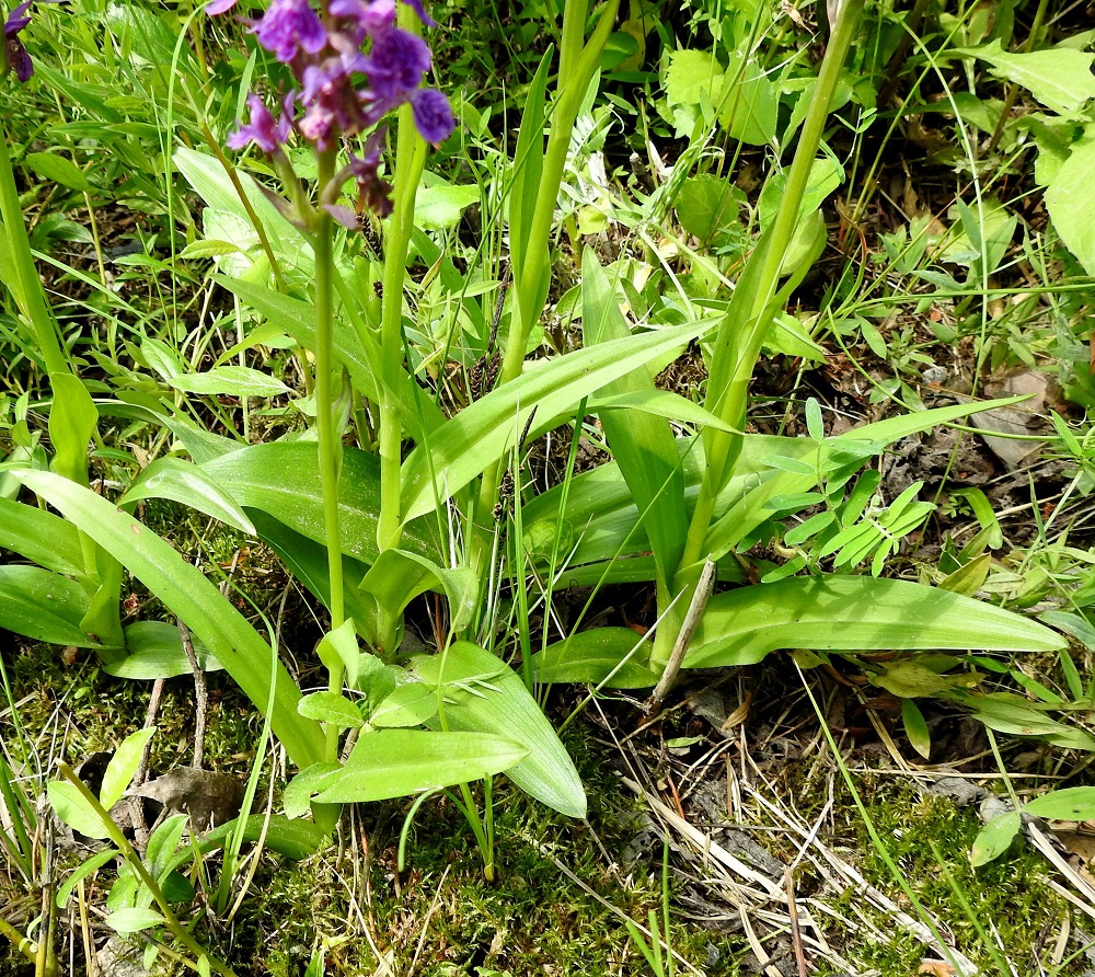 Dactylorhiza purpurella - hurmekämmekän varsilehtiä on yleensä neljästä seitsemään. Tyven yläpuoliset lehdet ovat tavallisesti noin 6-12 cm pitkät, leveimmältä kohtaa noin 1,5-3,5 cm leveät, suipohkokärkiset ja kärjestään enemmän tai vähemmän venhomaiset. Ylimmät lehdet ovat pystyhköt tai pystyt, yleensä tupettomat tai heikkotuppiset, useimmiten kapeanpuikeat ja pitkäsuippuisen teräväkärkiset sekä noin 2,5-5 cm pitkät ja leveimmältä kohtaa noin 0,5-0,8 cm leveät. Kaikki lehdet ovat ehytlaitaiset ja kaljut. Viherhurmekämmekällä lehdet ovat päältä helakanvihreät ja täplättömät. Lajin toisella muunnoksella, täplähurmekämmekällä, var. cambrensis, lehdet ovat iso- ja runsastäpläiset. Tätä muunnosta ei tähän mennessä ole tavattu Suomesta. 26.6.2026. Copyright Hannu Kämäräinen.
