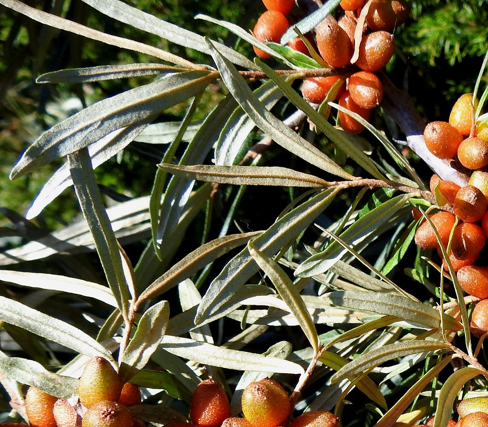 Hippophaë rhamnoides - (hopea)tyrnin lehtilapa on täysikasvuisena lähinnä suikeahko tai tasasoukka, tavallisesti noin 1-5 cm pitkä ja leveimmältä kohtaa noin 0,3-0,8 cm leveä. Lehtiruoti on yleensä noin 1-3 mm pitkä. A, Lemland, Järsö, Häggsuddeniin vievän Lillbörkövägenin pikkutien eteläpuolinen, aidattu rantalaidunalue Söderfjärdenin pitkän, kiemuraisen merenlahden pohjoispäässä, 9.8.2026. Copyright Hannu Kämäräinen.