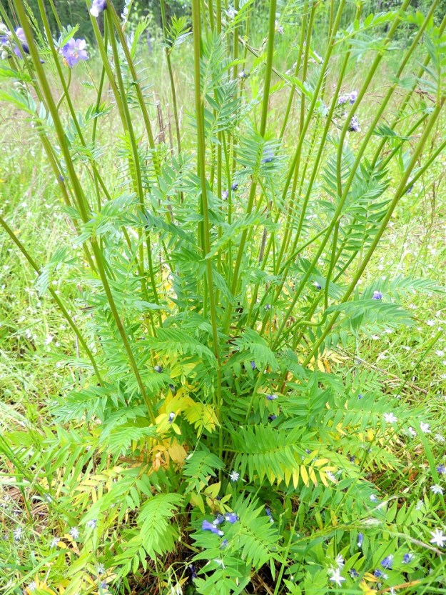Polemonium caeruleum - lehtosinilatvan lehdet ovat ruodilliset, parilehdykkäiset ja varrella kierteisesti. Aluslehtien ja varren alaosan lehtien ruoti on noin 5-10 cm pitkä. Ruoti lyhenee varren latvaa kohti, ja ylimmät lehdet ovat lähes tai aivan ruodittomat. Lehtilapa on lähes tasalevyinen, tavallisesti noin 4-20 cm pitkä ja noin 2-8 cm leveä. Lehdykkäpareja on kärkilehdykän lisäksi useimmiten 5-12, ja ne ovat selväväliset - koskettavat toisiaan. ES, Imatra, Vuoksenniska, Kaukopää, Kolmen ristin kirkon kohdalla, Ruokolahdentien luoteispuolella oleva laaja, nykyisin niittymäinen, vanha puuvarastokenttä, johon aikanaan varastoitiin Venäjältä tuotua puutavaraa, 9.7.2015. Copyright Hannu Kämäräinen.