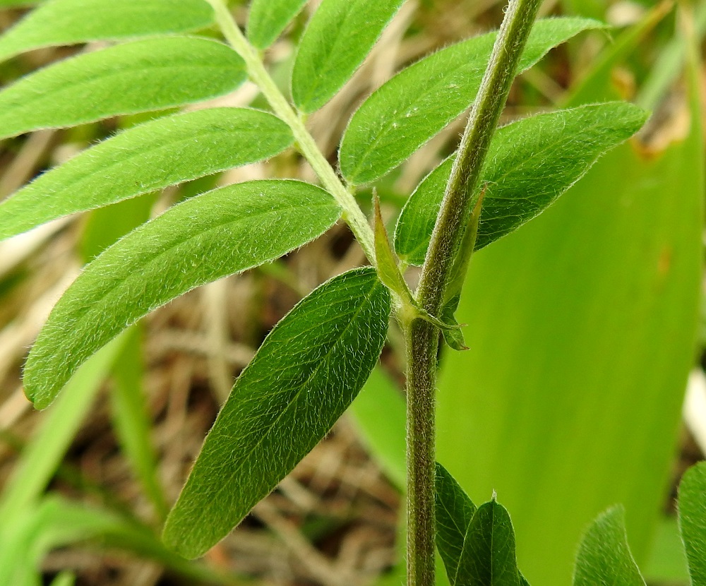 Vicia cassubica - pommerinvirnan lehtikorvakkeet ovat kapeansuikeat, suipon teräväkärkiset ja ulkosivultaan toispuolisen keihästyviset. Ne ovat yleensä noin 5-10 mm pitkät ja leveimmältä kohtaa noin 1-2 mm leveät. Tyvilisäke on hammasmainen ja usein noin 1-3 mm pitkä. Lehdet ja korvakkeet molemmin puolin sekä lehtiranka ovat tiheähkösti myötäkarvaiset. Myös varsi on lyhyesti pehmeäkarvainen. 26.6.2026. Copyright Hannu Kämäräinen.