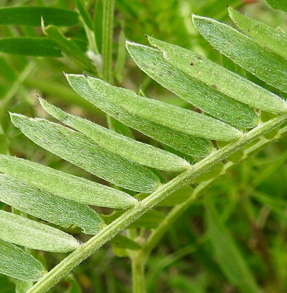 Vicia tenuifolia - tuoksuvirnan lehdykät ovat pyöreähkötyviset, suippopäiset, lyhyen otakärkiset ja ehytlaitaiset sekä keskisuoneltaan epäselvät. Ne ovat molemmin puolin tiheästi myötäkarvaiset ja valaistuksesta riippuen vihreät tai karvoituksen vuoksi harmahtavanvihreät. Lehdyköiden ruoti on enintään 1 mm pitkä. 18.6.2023. Copyright Hannu Kämäräinen.